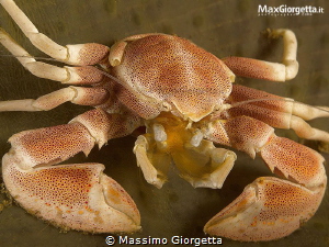 porcellain crab by Massimo Giorgetta 